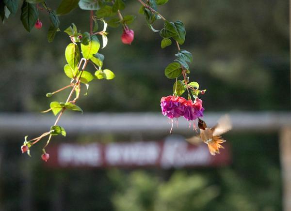 Pine River Ranch B&B Lake Wenatchee Dış mekan fotoğraf