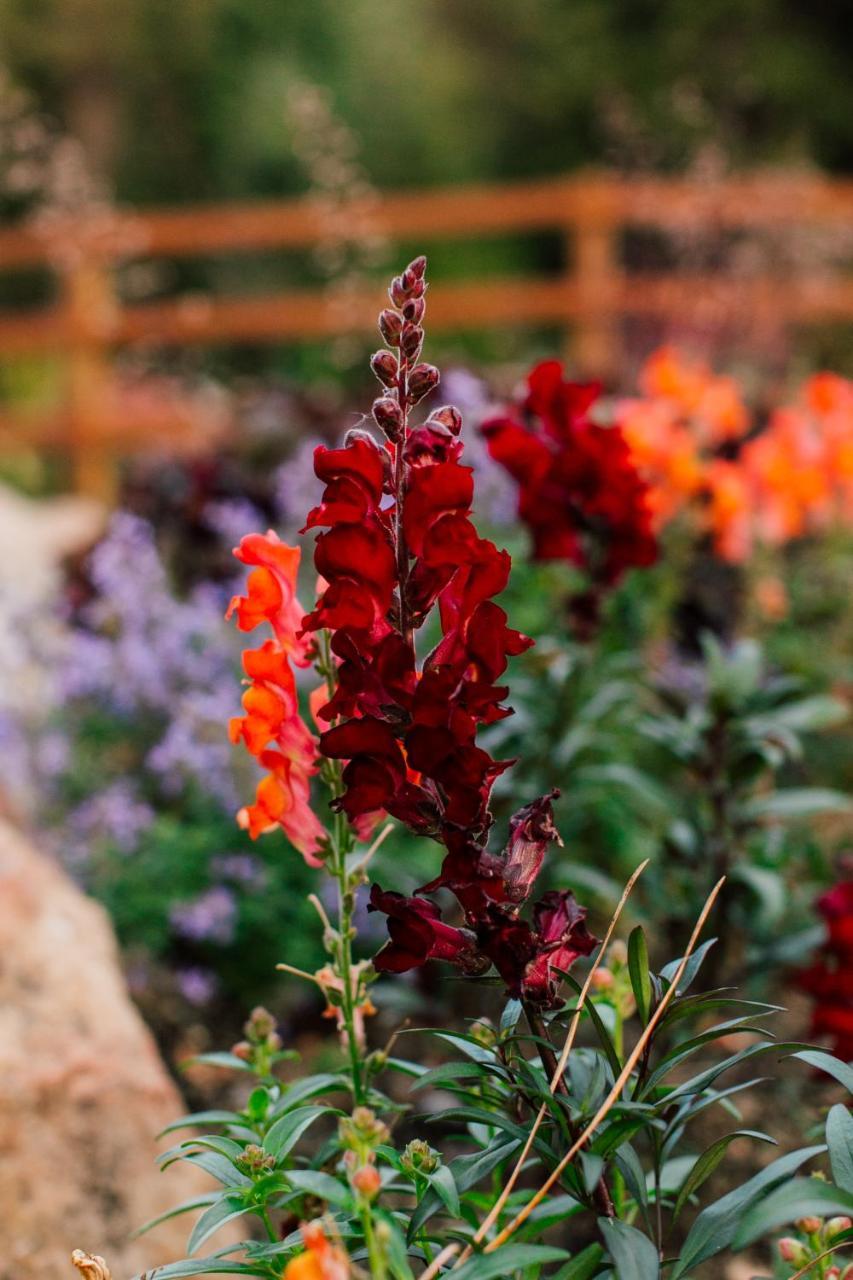 Pine River Ranch B&B Lake Wenatchee Dış mekan fotoğraf